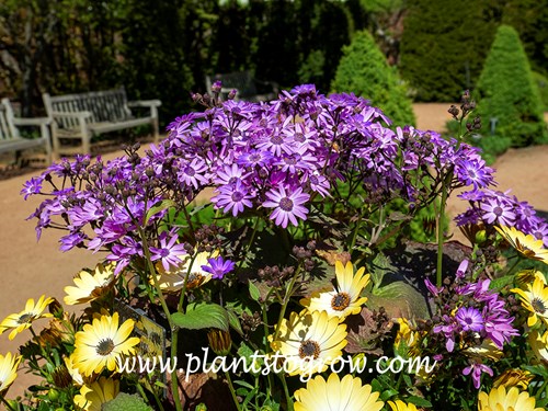Giovannas Selection Senecio (Senecio stellata) 
Growing in a container with some light yellow Osteospermum
